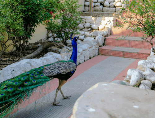 HIMALAYAN-BIRD-PARK-shimla